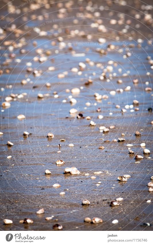 vermuschelt. Meditation Ausflug Strand Meer Umwelt Natur Landschaft Urelemente Küste Bucht Muschel nass Gelassenheit Leichtigkeit Wege & Pfade Ferne Wasser