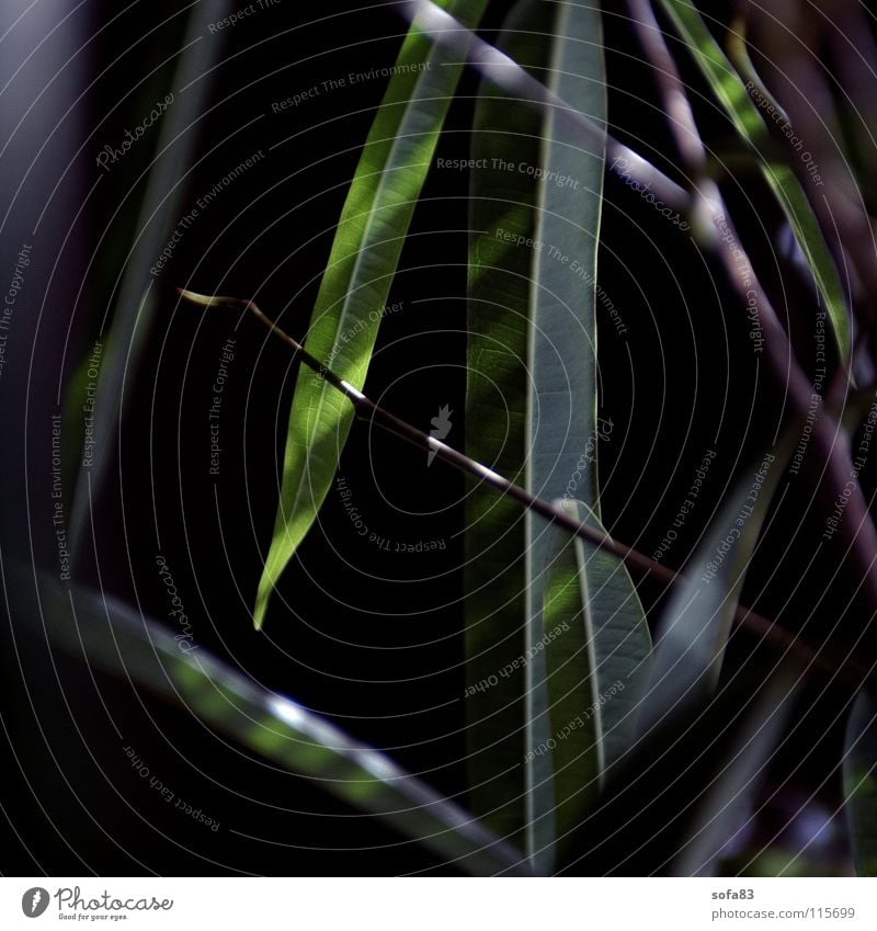 ficus Feige Pflanze dunkel grün Makroaufnahme Nahaufnahme Reflexion & Spiegelung