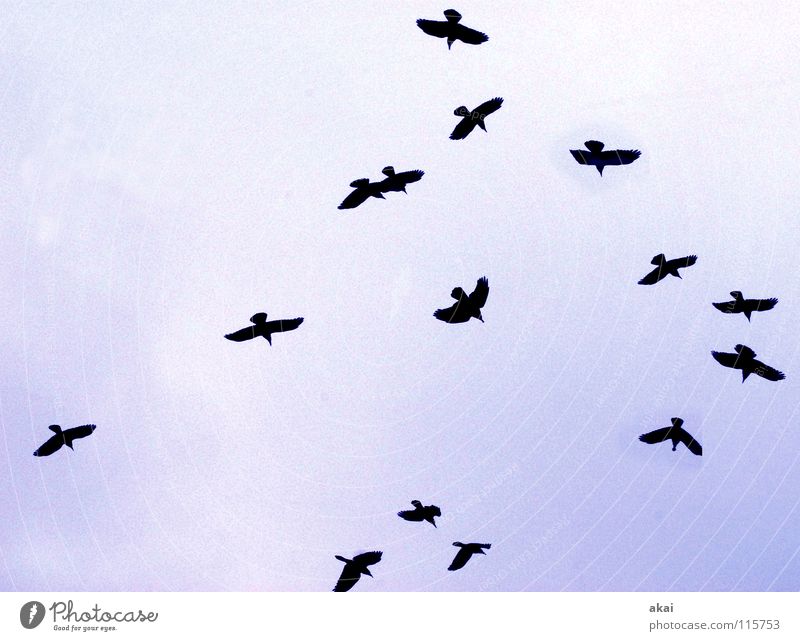 Weihnachtsraben Rabenvögel Wolken Formation sozial krumm Gans Luft Winter Kommunizieren Vogel Himmel blau bedecken Schwarm fliegen Luftverkehr geschrei