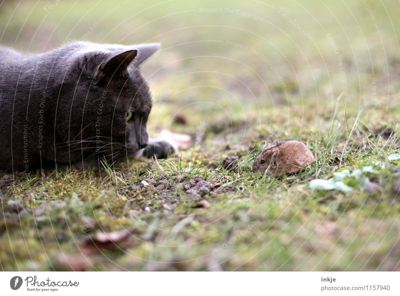 Pech und Schwefel Tier Wiese Haustier Wildtier Katze Maus 2 beobachten Blick klein natürlich niedlich wild Gefühle Stimmung selbstbewußt Mut Zusammensein