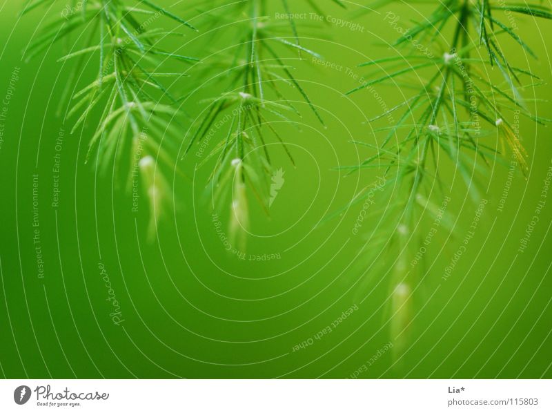 Drei mal Grün Nahaufnahme Makroaufnahme harmonisch Natur Pflanze frisch weich grün friedlich Farbe Frieden leicht zart Geäst Zweige u. Äste fein sanft Tanne 3