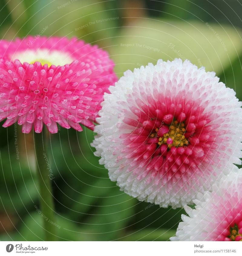 zum Muttertag... Umwelt Natur Pflanze Frühling Blume Blatt Blüte Gänseblümchen Park Blühend Wachstum ästhetisch schön klein grün rosa weiß einzigartig Farbfoto