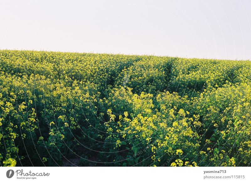 Rapsfeld gelb Blume Reifenspuren Südafrika Ferne einheitlich friedlich
