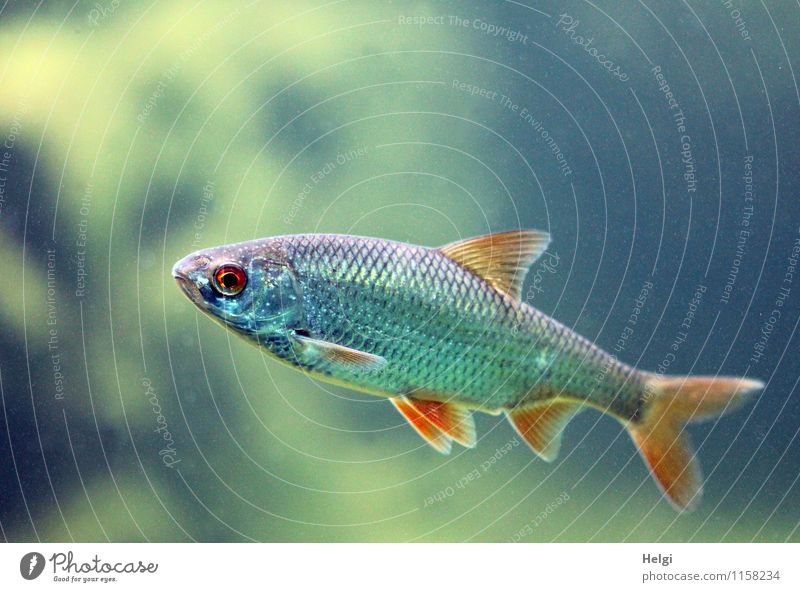 Rotfeder Tier Wildtier Fisch Aquarium 1 Blick Schwimmen & Baden klein natürlich blau gelb grau rot Neugier Leben Farbfoto mehrfarbig Nahaufnahme