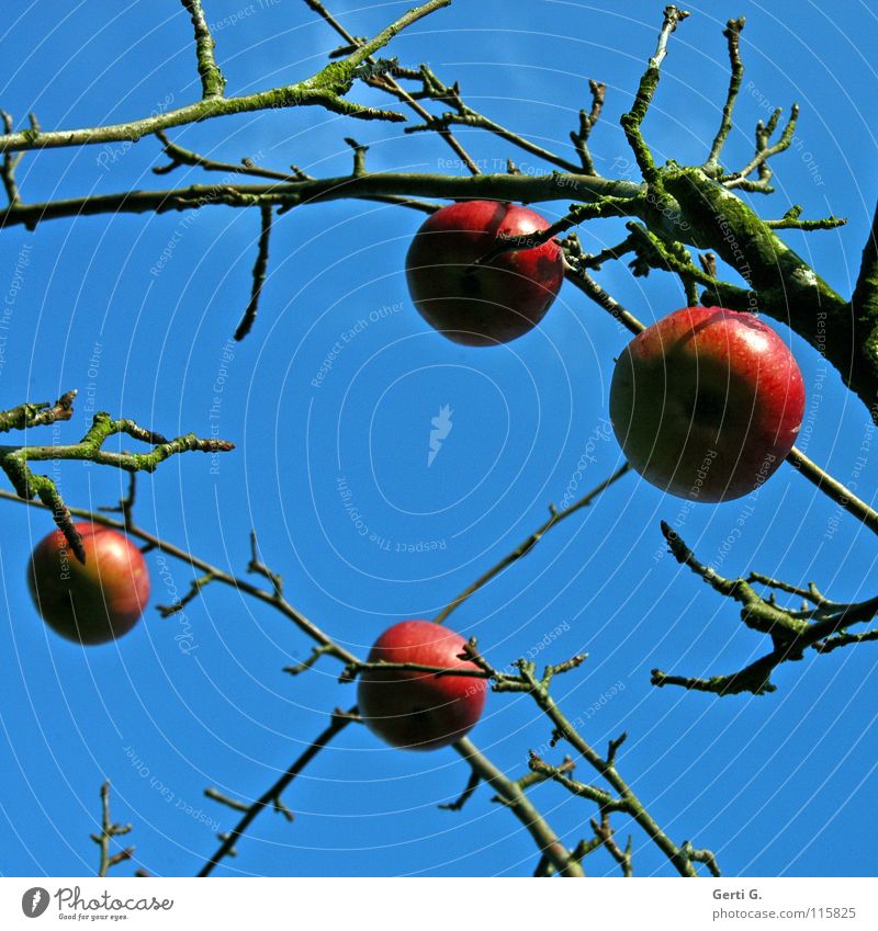 glitterballz Baum Apfelbaum rot Lebewesen Herbst laublos himmlisch Wolken himmelblau Ernährung Gesundheit ökologisch Obstbaum Frucht Himmel Blauer Himmel