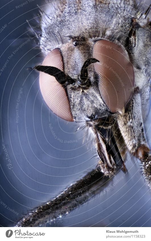 Die Augen der Anderen 2 Natur Tier Fliege Tiergesicht 1 Mikroskop blau braun schwarz Facettenauge Fühler Mikrofotografie Imago Insekt Farbfoto Nahaufnahme