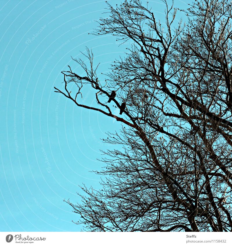 zwei auf einem Ast Vögel Vogelpaar Tierpaar türkiser Himmel Zweig blau Silhouette blauer Himmel laublose Bäume türkisblau schwarz April Schatten Vögel sitzend