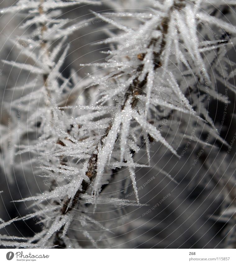 Eiswelt Winter Eisblumen weiß ruhig gefroren frieren kalt erfrieren Ast Raureif Kristallstrukturen Schnee Z68