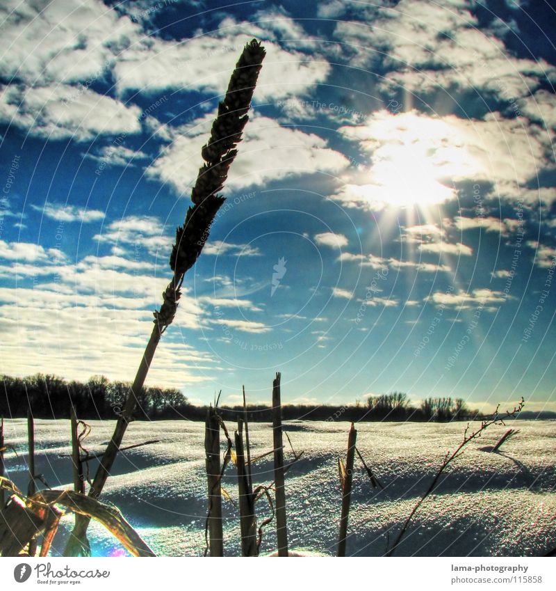 Schneelandschaft² Winter Feld Wiese Tiefschnee Neuschnee Ähren Weizen Halm Sonne Wolken Schneeflocke Gegenlicht blenden Silhouette Waldrand Sonnenstrahlen