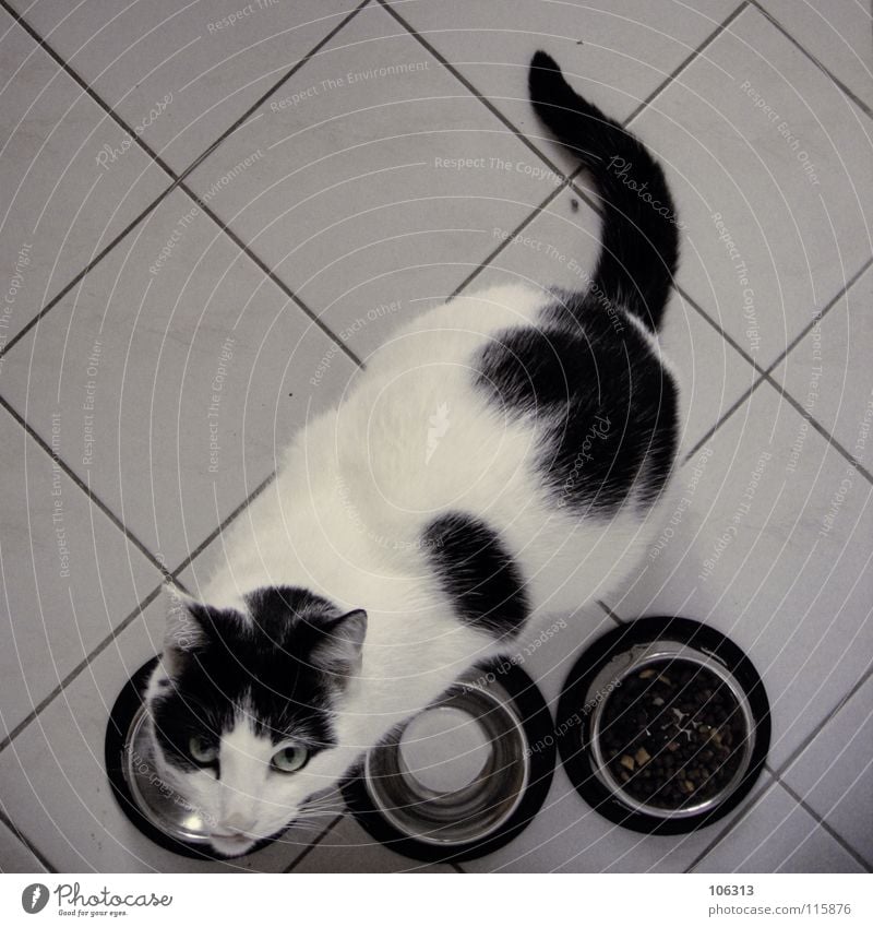 WOHLSTANDSKATZE OF THE YEAR Ernährung Schalen & Schüsseln ruhig Tier Fell Katze Tiergesicht Fressen füttern dick schwarz weiß scheckig Hauskatze