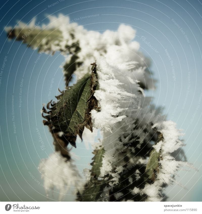 Eiszeit kalt frieren Winter Raureif Dezember Eiskristall grün Brennnessel weiß Minusgrade tauen Frost Schnee Natur Himmel blau Heilpflanzen Unkraut