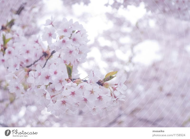 Frühlings-Kirschblüten, rosa Blumen Garten Gartenarbeit Natur Pflanze Baum Blüte Blühend frisch natürlich neu weich weiß Japan Überstrahlung geblümt Blütenblatt