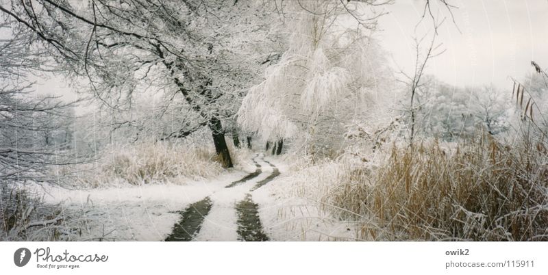 Weißer Waldweg Ferne Winter Schnee Umwelt Natur Landschaft Pflanze Urelemente Erde Himmel Wolken Klima Wetter Schönes Wetter Eis Frost Baum Sträucher Park