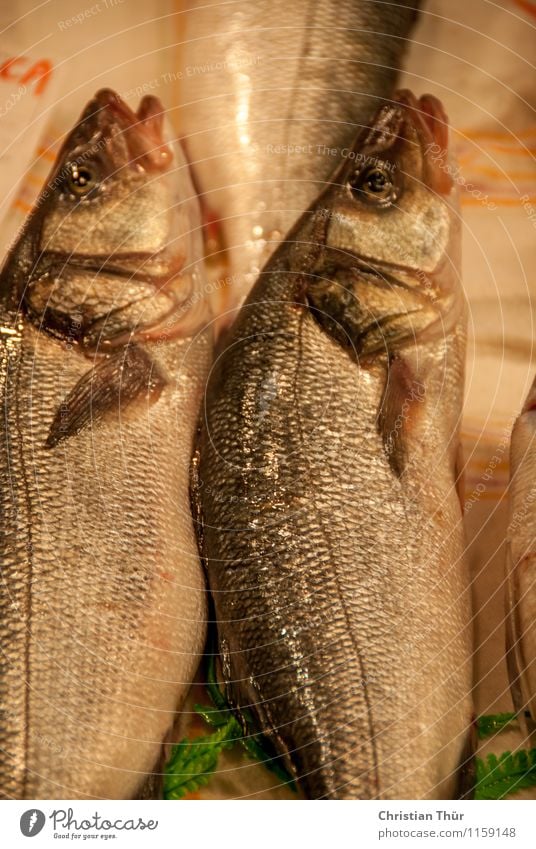 Frisch gefangen Lebensmittel Fisch Ernährung Bioprodukte Diät Fasten Slowfood Gesundheit Gesundheitswesen sportlich Fitness Wellness harmonisch Wohlgefühl