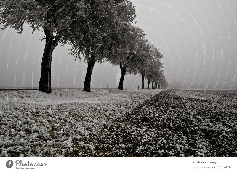 Die Welt in Schwarz/Weiß Winter Baum Feld Seitenstreifen Streifen Raureif weiß Ferne kalt trist Eis Straße road tree trees field stripe white cold Schnee