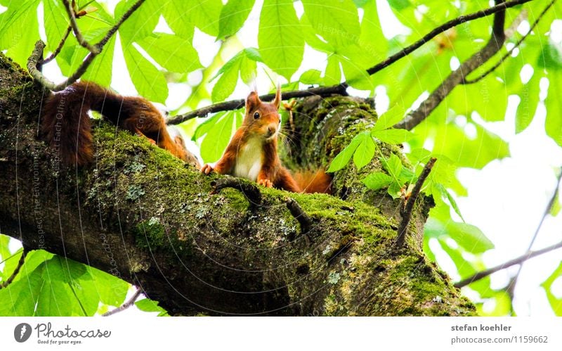 Eichhörnchen Ausflug Natur Frühling Schönes Wetter Baum Wald Tier Wildtier 2 Tierpaar beobachten Blick Freundlichkeit Glück klein niedlich positiv braun grün