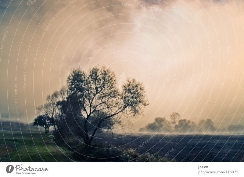 Nebelfelder Baum Bodennebel Erholung Morgen Herbst Idylle Licht Denken Nebelwand unklar poetisch Romantik ruhig Sonnenenergie Sonnenlicht Sonnenstrahlen