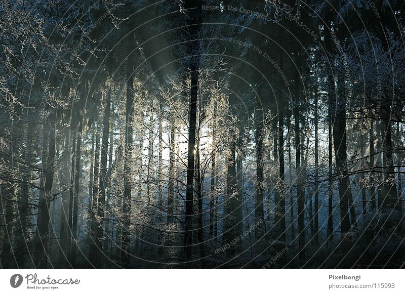 Draussen vom Walde ... Märchenwald Gegenlicht Fantasygeschichte Winter Frost Nachmittagsstimmung Ensamkeit Natur spukhaft