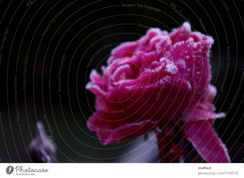 Eisrose schön Winter Frost Blume Rose Blüte kalt rosa Raureif erfrieren gefroren Kristallstrukturen erstarrt Farbfoto Außenaufnahme Nahaufnahme