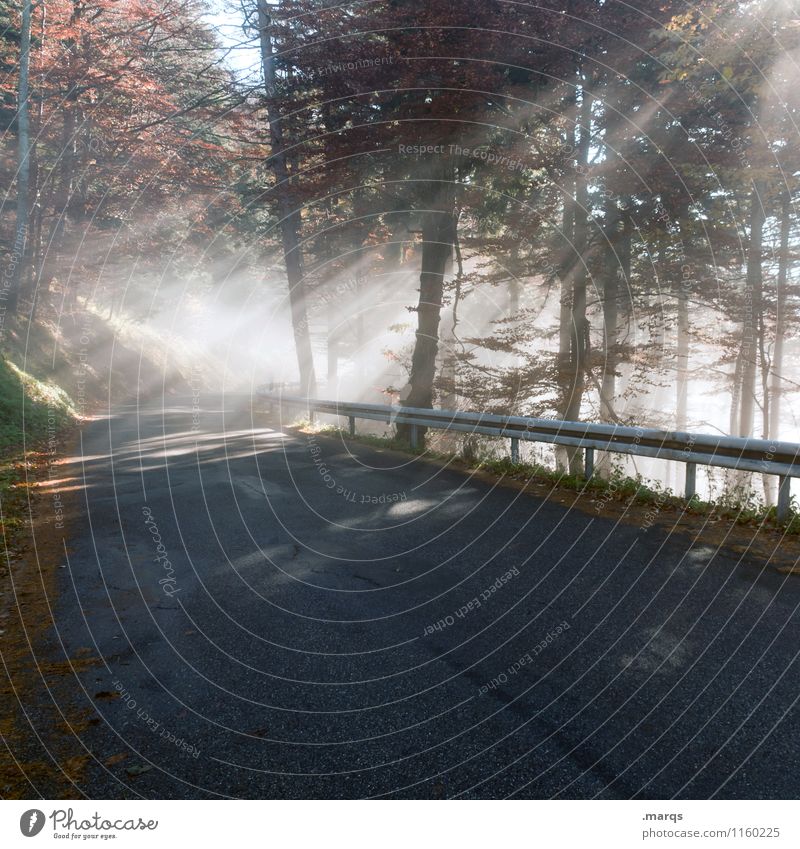 Straßenbeleuchtung Ausflug Umwelt Natur Landschaft Herbst Schönes Wetter Nebel Baum Wald Verkehr Leitplanke fahren leuchten schön Stimmung Ziel Zukunft Farbfoto