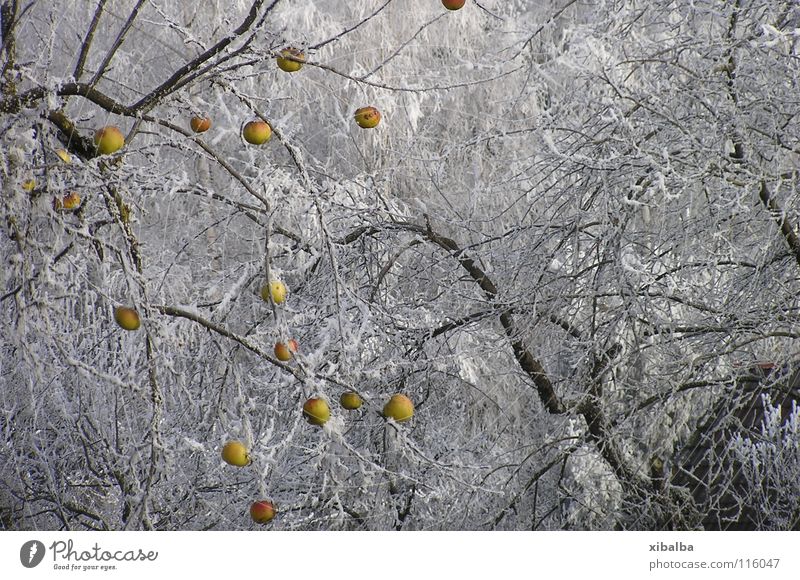 Tiefkühlkost Farbfoto mehrfarbig Außenaufnahme Menschenleer Textfreiraum rechts Morgen Starke Tiefenschärfe Apfel Umwelt Natur Winter Eis Frost Schnee Baum