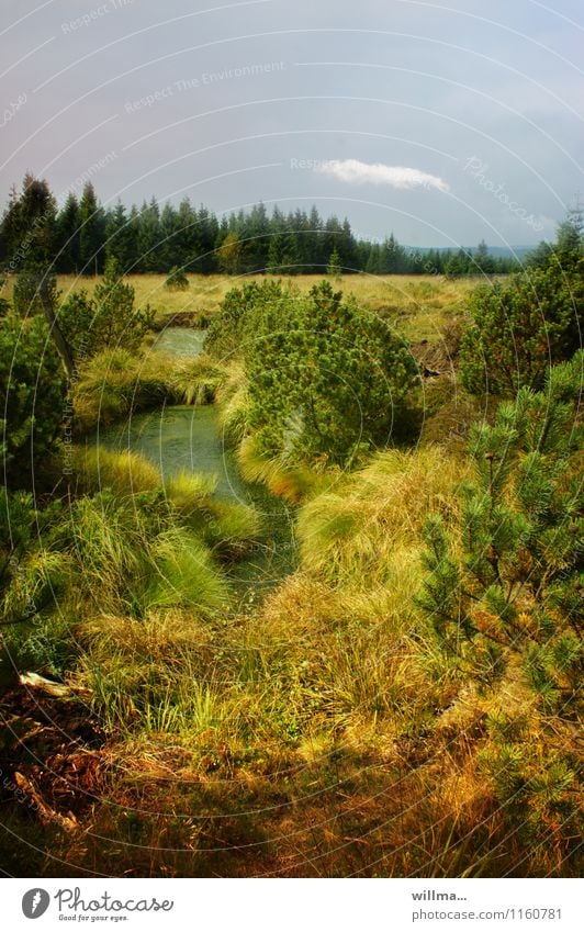 Kleiner Moorsee im Hochmoor Erzgebirge Landschaft Sumpf Teich grün Georgenfelder Hochmoor Zinnwald Sträucher Wildnis Naturschutzgebiet unberührt urwüchsig