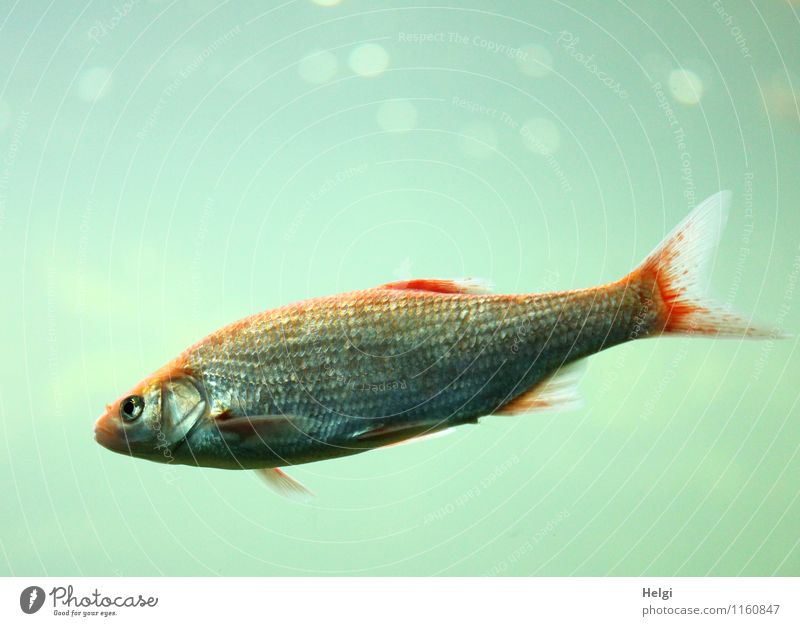 schwerelos... Wasser Tier Fisch Aquarium 1 Blick Schwimmen & Baden einzigartig klein nass blau grau rot Zufriedenheit achtsam Einsamkeit Leben Natur Umwelt