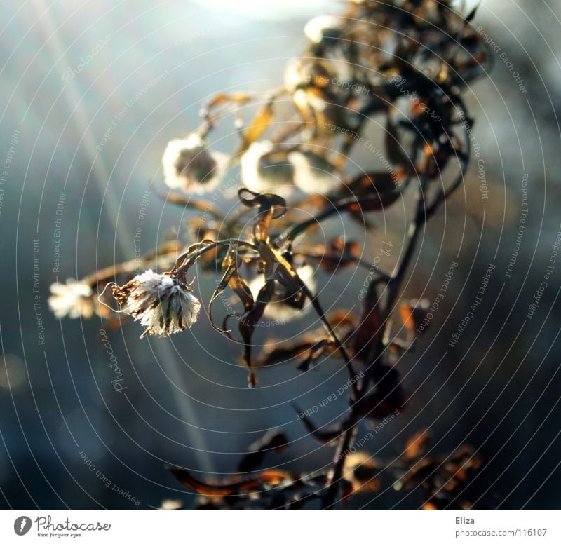 Warten auf den Frühling Licht Beleuchtung Pflanze weich Stimmung Blatt Sträucher Winter Herbst Blume trocken getrocknet Himmelskörper & Weltall Sonne. Blumen