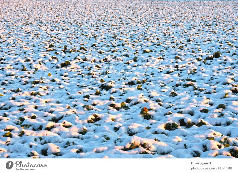 Out In The Cold Schnee Winterurlaub Umwelt Natur Landschaft Urelemente Sonne Klima Wetter Eis Frost Feld frieren kalt blau gelb schwarz weiß Strukturen & Formen
