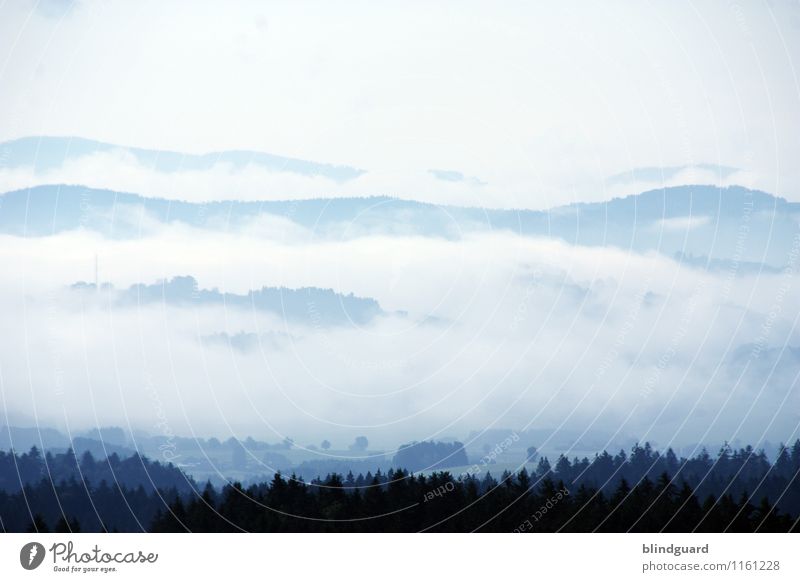 The Fog Ferien & Urlaub & Reisen Tourismus Abenteuer Ferne Freiheit Sommer Berge u. Gebirge Umwelt Natur Landschaft Wetter Hügel blau schwarz weiß Waldboden