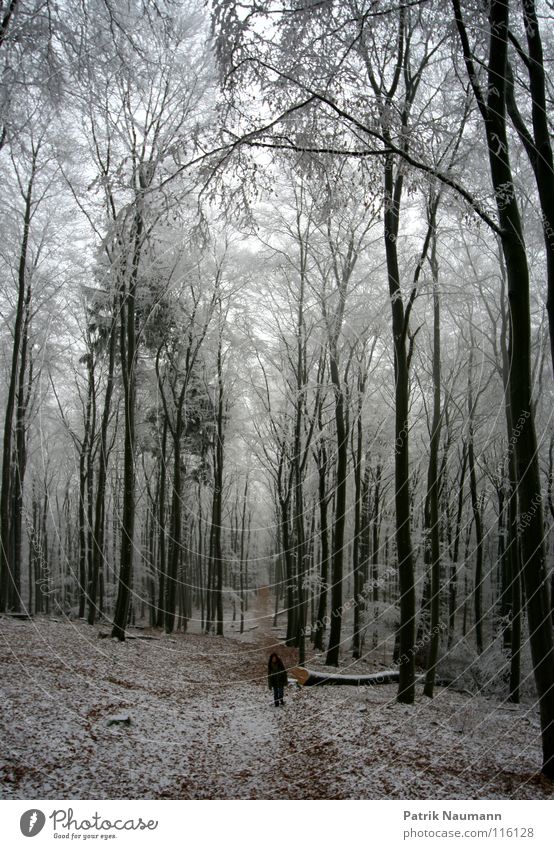 walking in a winterwonderland Winter Schneelandschaft Eis Spaziergang Wald Wäldchen Baum gefroren Einsamkeit ausschalten Denken Dezember Luft Schnellzug