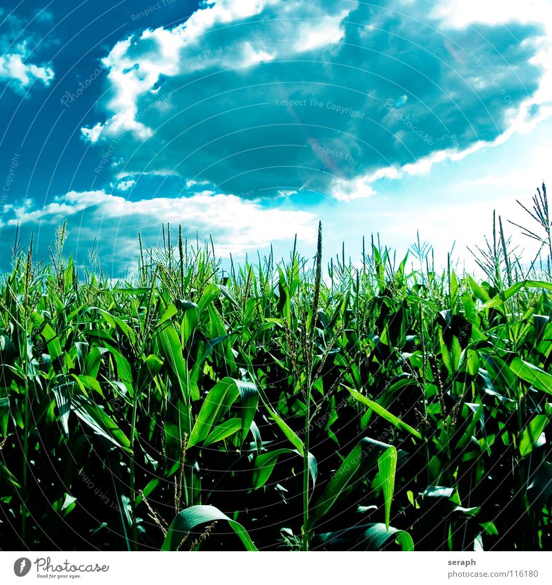 Popcorn Mais Maisfeld Landwirtschaft Feld grün blau Himmel Blüte Feldarbeit Samen Fruchtstand Blühend Wolken Pflanze Sommer Ernte ländlich Maiskolben Süßgras