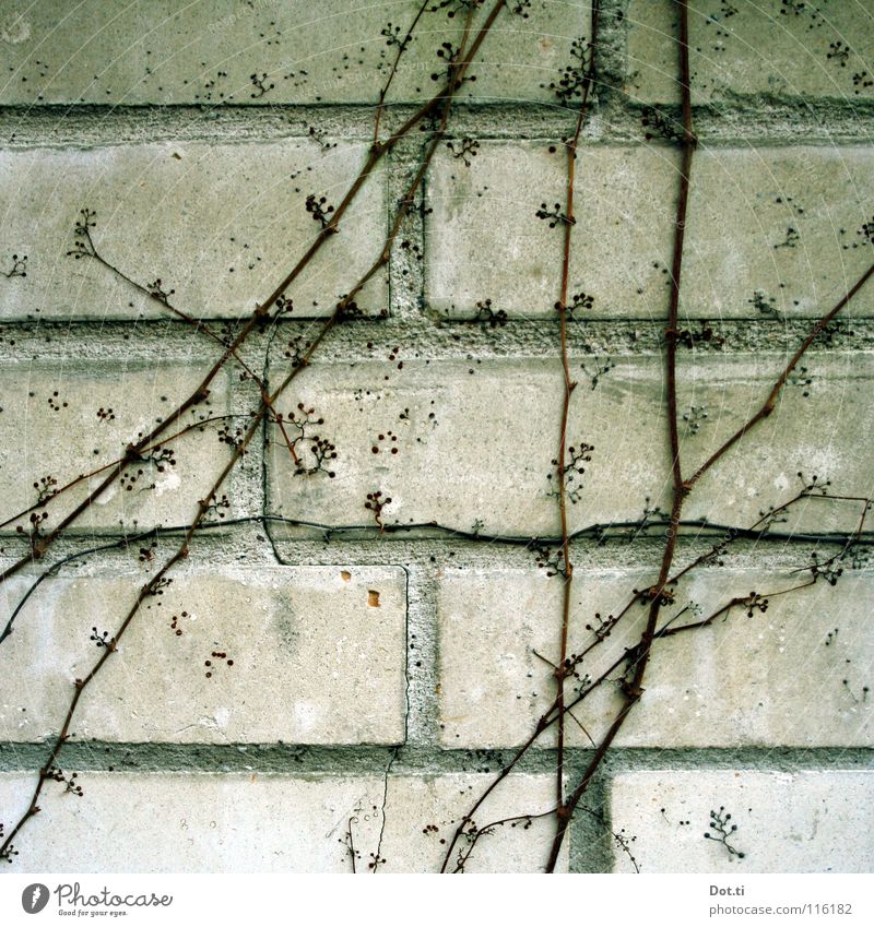 Mauerkatze Pflanze Winter Wand Stein Wachstum trist grau Wilder Wein laublos Kriechpflanze Kletterpflanzen Ranke Selbstkletternde Jungfernrebe Mauerwein Fuge