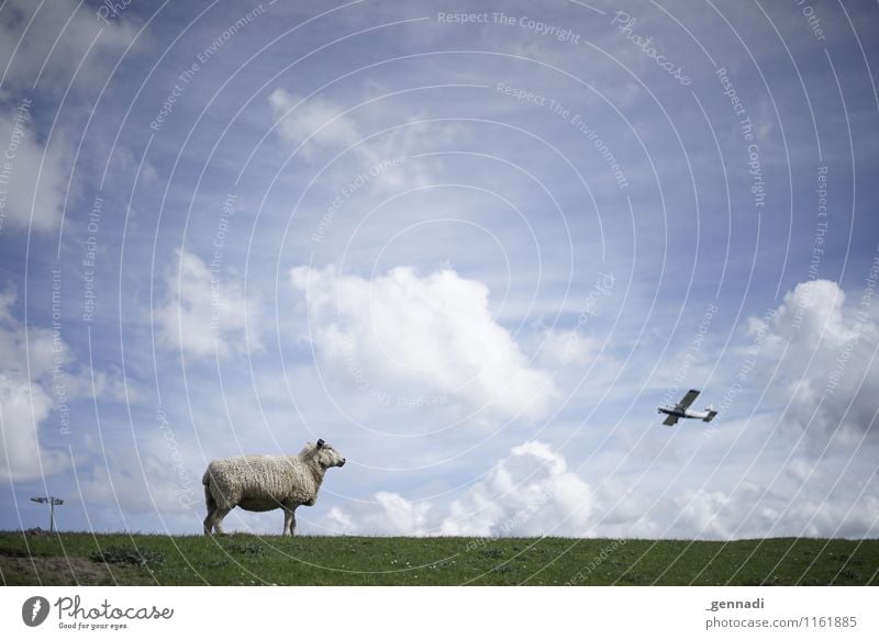 Aufm Deich ist was los Nutztier Schaf fliegen Natur Himmel (Jenseits) Wolken Schönes Wetter Blauer Himmel Flugzeug Wiese Wolle Luftverkehr Farbfoto