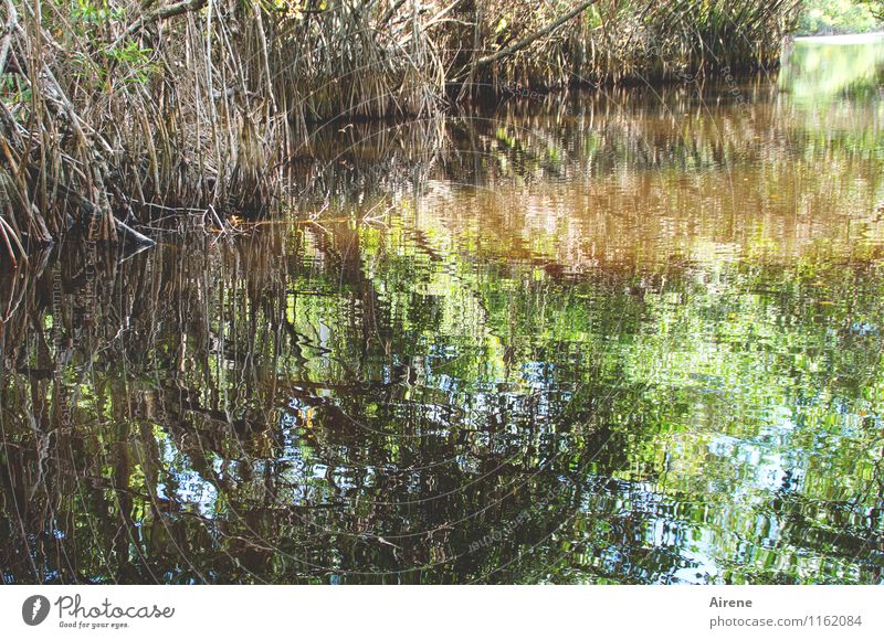 Wasserwege Natur Landschaft Urelemente Pflanze Mangrove Wasserpflanze Küste Meer Schwimmen & Baden ästhetisch glänzend gold grün exotisch schillernd