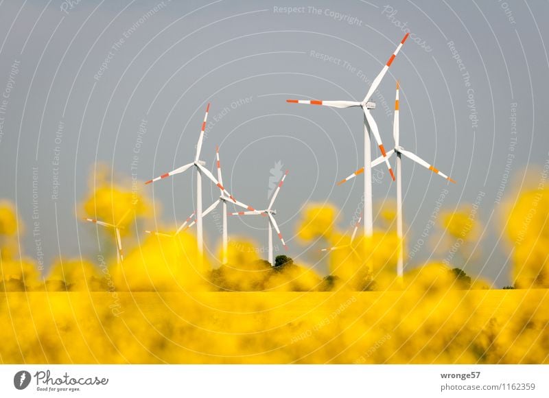 Erneuerbare Energien Energiewirtschaft Windkraftanlage Umwelt Pflanze Wolkenloser Himmel Horizont Sommer Blüte Nutzpflanze Raps Rapsfeld Rapsblüte Feld dunkel