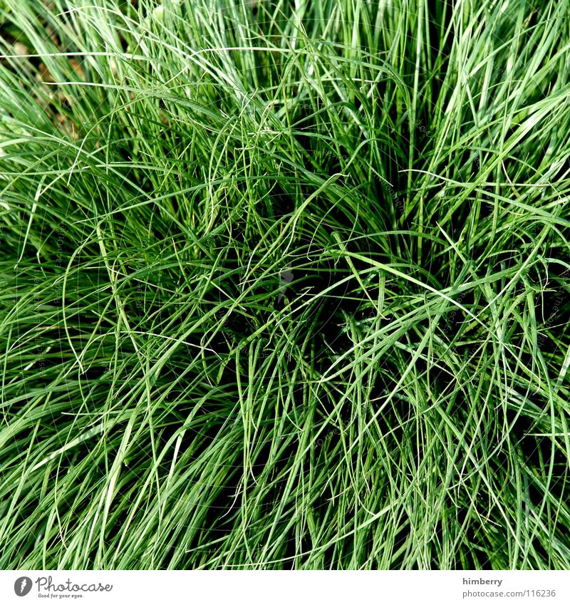 wiesencase Gras grün Pflanze Wiese Feld Tier Halm Landwirtschaft Wachstum Park Natur Amerika Bodenbelag Garten