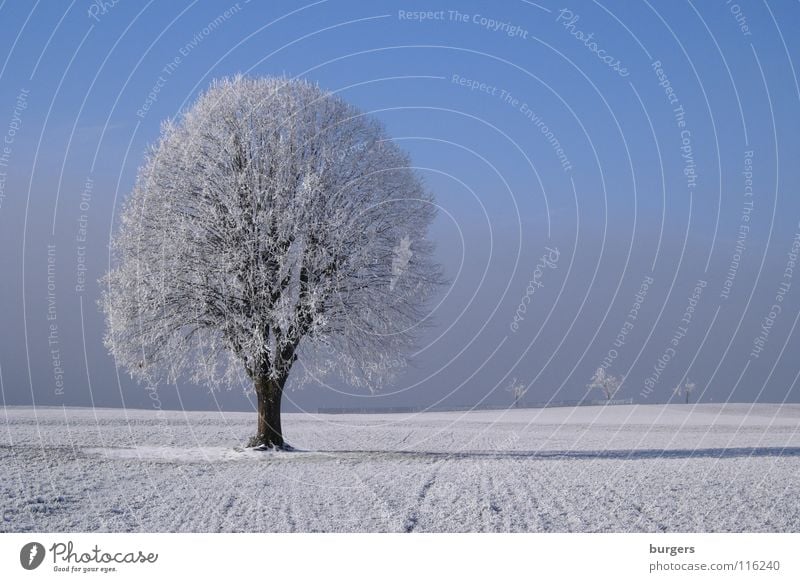 Mein Lieblingsbaum im Winter Baum Laubbaum Raureif weiß kalt Feld Wiese Schnee Nebel grau Horizont ruhig Einsamkeit einzeln Außenaufnahme Himmel blau Klarheit