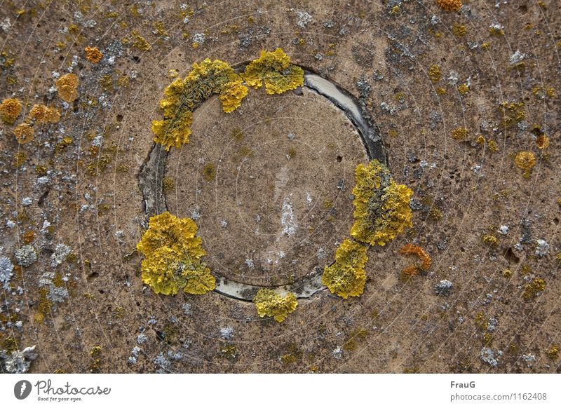 Zahn der Zeit Natur Pilz Algen Kreis Beton alt rund braun gelb Partnerschaft Wachstum bewachsen verwittert Zeigerorganismus Luftqualität Symbiose Paar