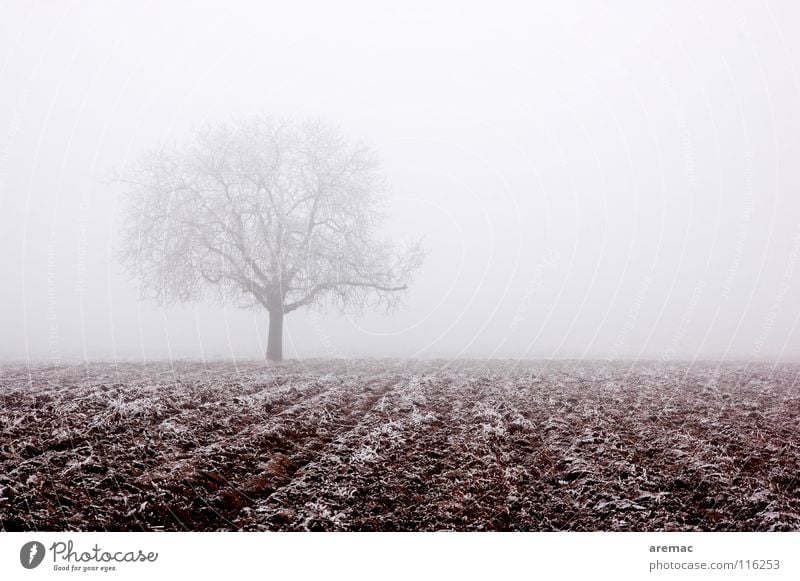 Nebelbaum Baum Feld Landwirtschaft Raureif ruhig Winter Natur Wintre Frost Eis Schnee