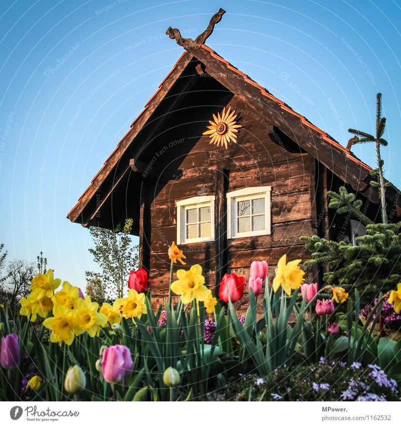 hütte Wolkenloser Himmel Schönes Wetter Frühlingsgefühle Hütte Frühlingsblume Sonnenuntergang Holzhütte Tulpenfeld Blüte Ferien & Urlaub & Reisen Farbfoto