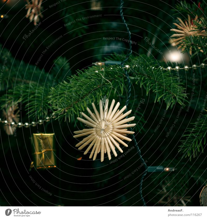 alle jahre wieder II Weihnachtsbaum Weihnachten & Advent Weihnachtsdekoration Baum Nadelbaum Tanne Lichterkette grün Winter Christbaumkugel verschönern Dezember