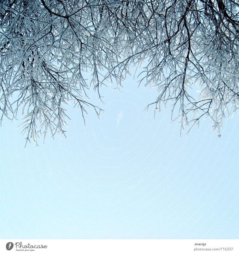 2007 Zweige Baum Winter kalt Eis frisch Hansguckindieluft Himmel Ast blau hell Klarheit Schnee