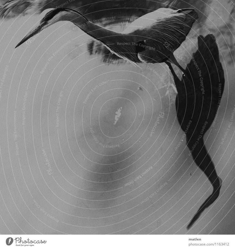 die Alten kennen die Ecken Seeufer Tier Wildtier Vogel Flügel 1 stehen grau schwarz weiß beobachten bewegungslos Graureiher Schattenspiel Schwarzweißfoto