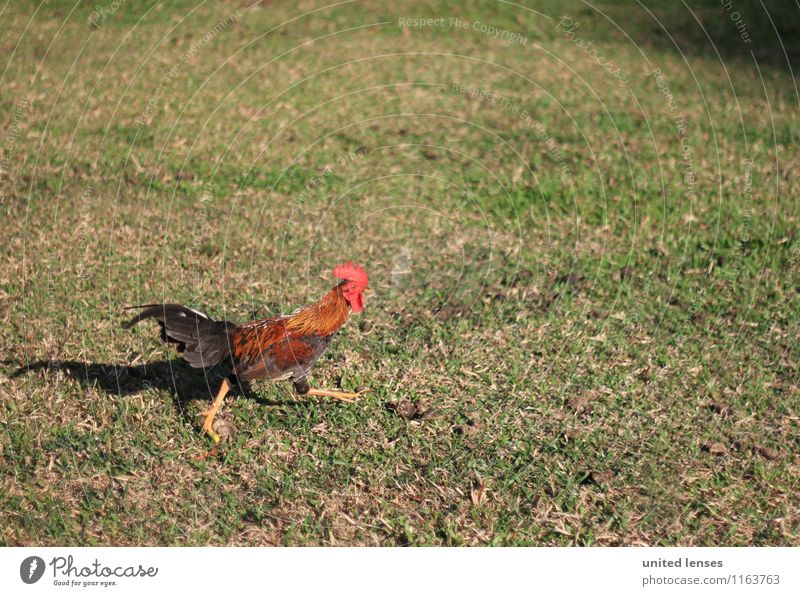 FF# Run Man! Tier Nutztier ästhetisch Freilandhaltung Hahn Hahnenkamm Hahnenfuß rennen Flucht Gras Farbfoto Gedeckte Farben Außenaufnahme Detailaufnahme