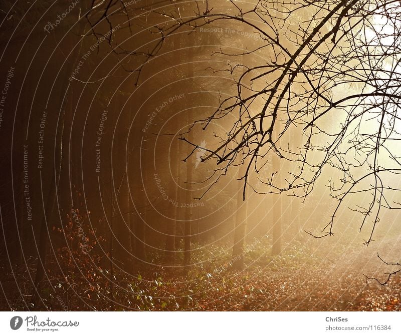 Ein neues Jahr bricht an... Nebel Morgen Sonnenaufgang Winter Herbst Physik niedlich Blatt schwarz braun Baum Wald Tunnel Romantik Nordwalde