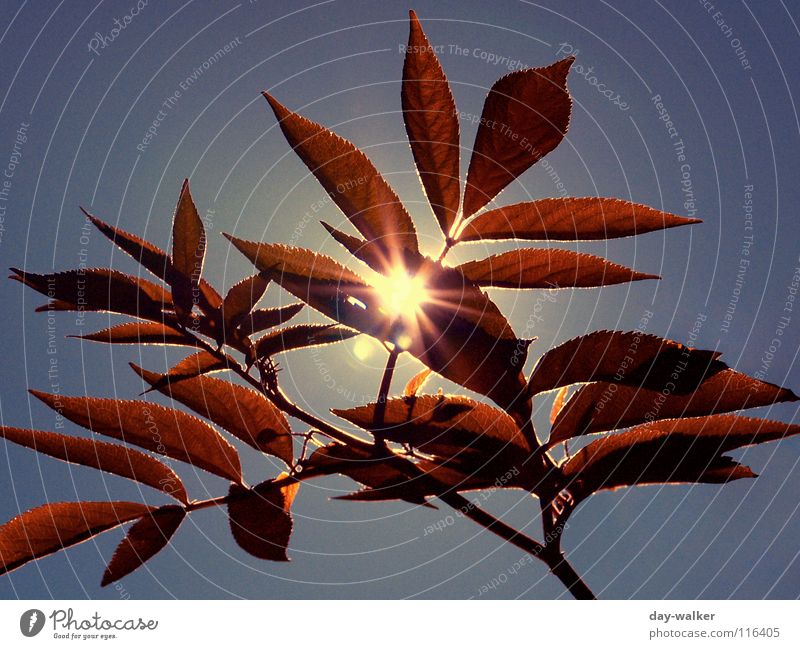Summerfeelings II Sommer Stimmung Charakter Erholung Blatt rot Gegenlicht Beleuchtung schimmern blenden Sonne Natur Freiheit Wärme Pflanze blau