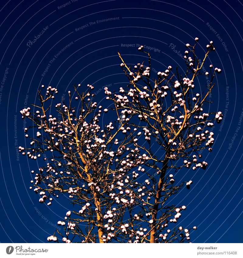 Baum der Weisheit Sträucher weiß braun Natur Himmel Ast Beeren blau Wärme Kontrast Farbe