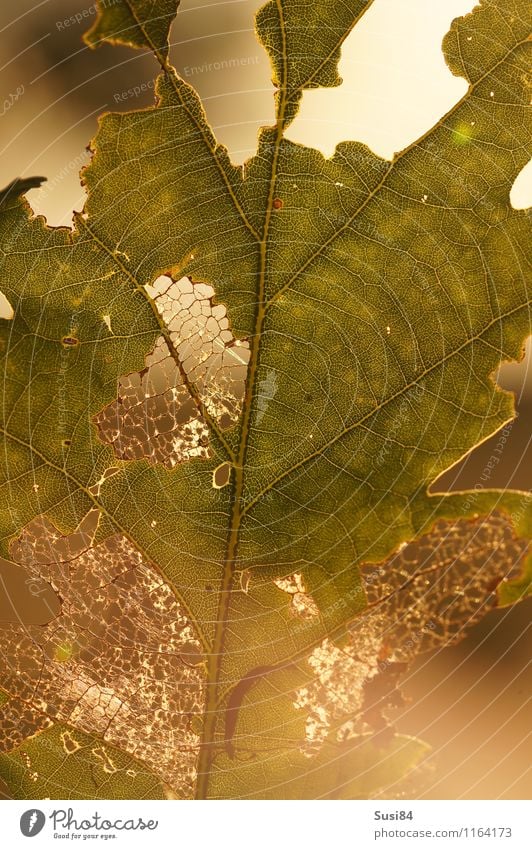 Eichenblatt im Gegenlicht Natur Pflanze Sommer Blatt Wildpflanze Wald Fressen leuchten ästhetisch hell einzigartig natürlich gold grün Ende Idylle