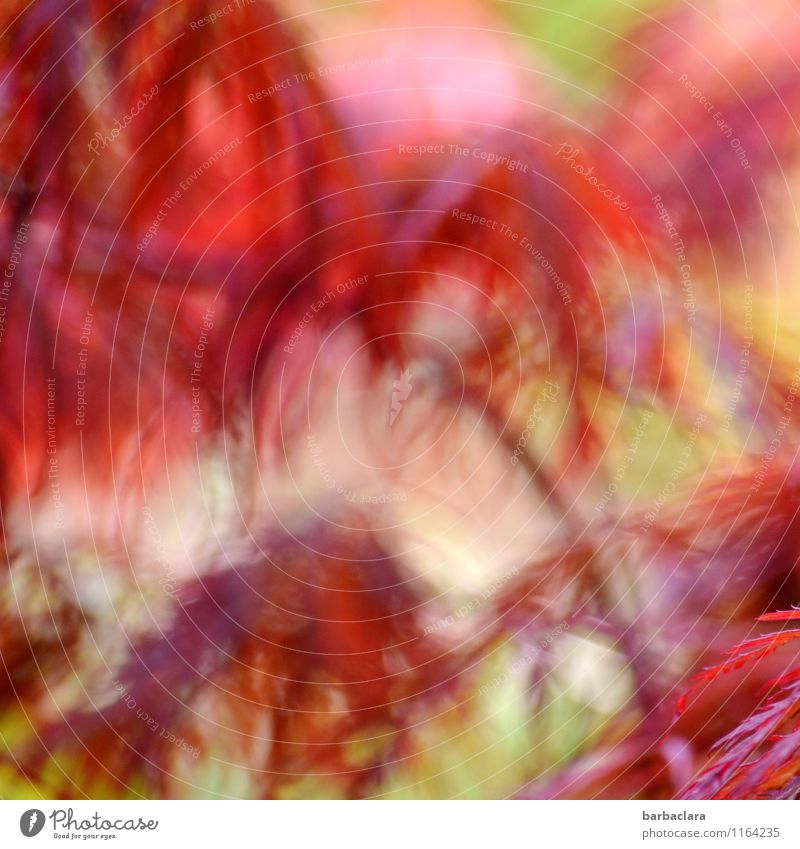 Batik Pflanze Wind Sträucher Ahorn Garten leuchten wild rot Stimmung bizarr exotisch Farbe Natur Farbfoto Außenaufnahme Detailaufnahme abstrakt Muster